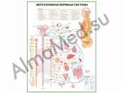 Вегетативная нервная система с нервными путями, плакат ламинированный А1/А2 (ламинированный	A2)