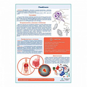 Лямблиоз медицинский плакат А1+/A2+ (матовый холст от 200 г/кв.м, размер A1+)