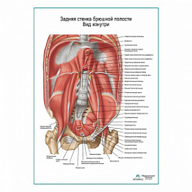 Задняя брюшная стенка. Вид изнутри плакат глянцевый А1+/А2+ (глянцевая фотобумага от 200 г/кв.м, размер A1+)