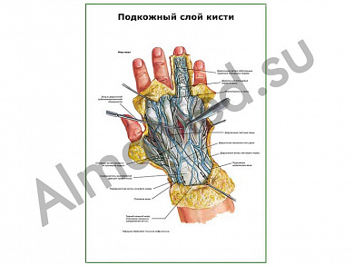 Подкожный слой кисти плакат ламинированный А1/А2 (ламинированный	A2)