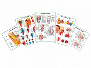 Комплект плакатов для кабинета оториноларинголога глянцевый А1/А2 (глянцевый A2)