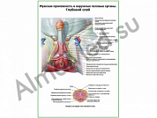 Мужская промежность, наружные половые органы, глубокий слой плакат глянцевый/ламинированный А1/А2 (глянцевый	A2)