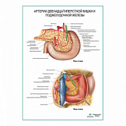 Артерии поджелудочной железы и двенадцатиперстной кишки плакат глянцевый  А1+/А2+ (глянцевый холст от 200 г/кв.м, размер A1+)