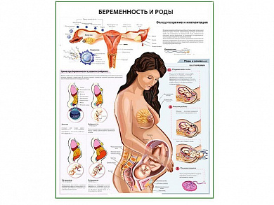 Беременность и роды, плакат глянцевый А1/А2 (глянцевый A1)