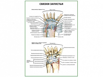 Связки запястья плакат глянцевый А1/А2 (глянцевый A2)