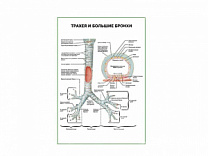 Трахея и большие бронхи плакат глянцевый А1/А2 (глянцевый A1)