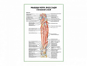 Мышцы ноги. Вид сзади глубокий слой плакат глянцевый А1/А2 (глянцевый A1)