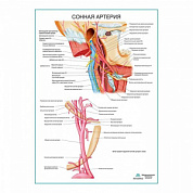 Сонная артерия плакат глянцевый А1+/А2+ (глянцевый холст от 200 г/кв.м, размер A1+)