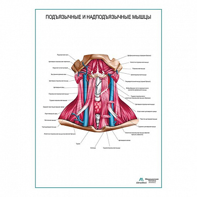 Подъязычные и надподъязычные мышцы плакат глянцевый А1+/А2+ (матовый холст от 200 г/кв.м, размер A1+)