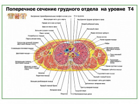 Поперечное сечение грудного отдела на уровне Т5-Т6 плакат глянцевый А1+/А2+ (глянцевый A1) Поперечное сечение грудного отдела на уровне Т5-Т6 плакат глянцевый А1+/А2+ (глянцевый A1)