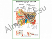 Звукопроводящие пути уха плакат ламинированный А1/А2 (ламинированный	A2)