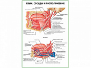 Язык. Сосуды, расположение, плакат глянцевый  A1/A2 (глянцевый A1)