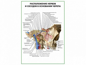 Расположение нервов и сосудов в основании черепа плакат глянцевый А1/А2 (глянцевый A1)