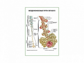 Воздухоносные пути легкого плакат глянцевый А1/А2 (глянцевый A1)