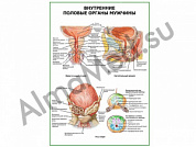 Внутренние половые органы мужчины плакат ламинированный А1/А2 (ламинированный	A2)