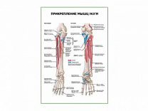 Прикрепление мышц ноги плакат глянцевый А1/А2 (глянцевый A2)