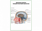 Венозные синусы твердой мозговой оболочки плакат глянцевый А1/А2 (глянцевый A1)