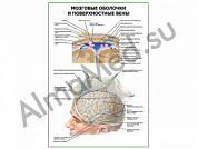 Мозговые оболочки и поверхностные вены плакат глянцевый/ламинированный А1/А2 (глянцевый	A2)