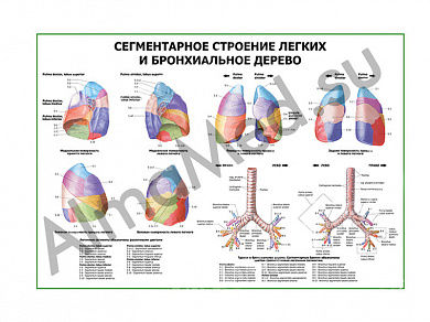 Сегментарное строение легких и бронхиальное дерево плакат ламинированный А1/А2 (ламинированный	A2)