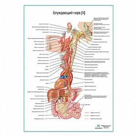 Блуждающий нерв (X). Схема плакат глянцевый А1+/А2+ (матовый холст от 200 г/кв.м, размер A1+)