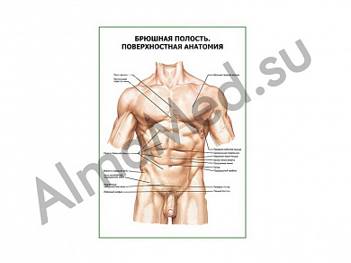 Брюшная полость. Поверхностная анатомия плакат глянцевый/ламинированный А1/А2 (глянцевый	A2)