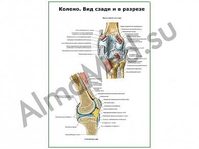 Коленный сустав и связочный аппарат плакат ламинированный А1/А2 (ламинированный	A2)