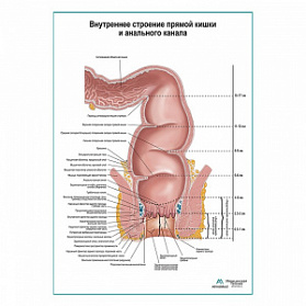 Внутреннее строение прямой кишки. Схема плакат глянцевый  А1+/А2+ (глянцевый холст от 200 г/кв.м, размер A1+)