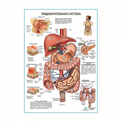 Пищеварительная система, плакат глянцевый/ламинированный А1/А2 (глянцевый	A2)