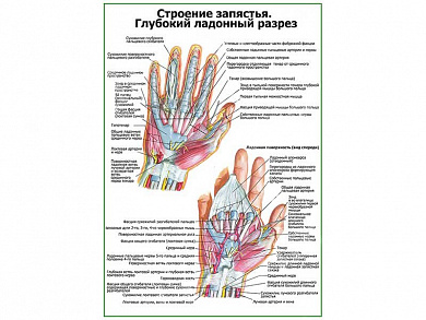 Строение запястья, ладонный разрез плакат глянцевый А1/А2 (глянцевый A1)