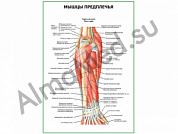 Мышцы предплечья, глубокий слой вид сзади плакат ламинированный А1/А2 (ламинированный	A2)