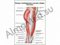 Мышцы тазобедренного сустава вид сбоку плакат глянцевый/ламинированный А1/А2 (глянцевый	A2)