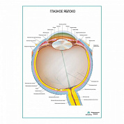 Глазное яблоко плакат глянцевый А1+/А2+ (глянцевый холст от 200 г/кв.м, размер A1+)