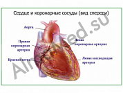 Артерии сердца, плакат ламинированный А1/А2 (ламинированный	A2)