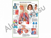 Дыхательная система человека, плакат глянцевый/ламинированный А1/А2 (глянцевый	A2)