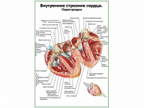 Внутреннее строение сердца, перегородки плакат глянцевый А1/А2 (глянцевый A2)