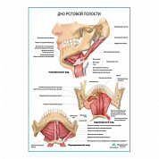 Дно ротовой полости плакат глянцевый А1+/А2+ (матовый холст от 200 г/кв.м, размер A1+)