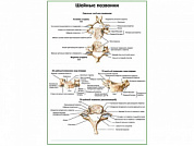 Строение шейных позвонков плакат глянцевый А1/А2 (глянцевый A2)