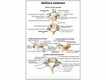 Строение шейных позвонков плакат глянцевый А1/А2 (глянцевый A2)