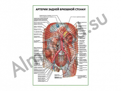 Артерии задней брюшной стенки плакат ламинированный А1/А2 (ламинированный	A2)