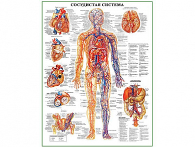 Сосудистая система человека, плакат глянцевый А1/А2 (глянцевый A1)