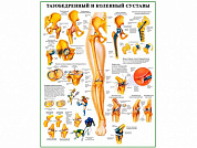 Тазобедренный и коленный суставы, плакат глянцевый/ламинированный А1/А2 (глянцевый	A2)