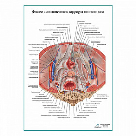 Фасции и анатомическая структура женского таза плакат глянцевый А1+/А2+ (глянцевый холст от 200 г/кв.м, размер A1+)