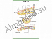Строение пальцев плакат ламинированный А1/А2 (ламинированный	A2)