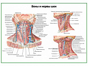 Нервы и вены шеи плакат глянцевый/ламинированный А1/А2 (глянцевый	A2)