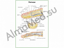 Строение пальцев плакат ламинированный А1/А2 (ламинированный	A2)