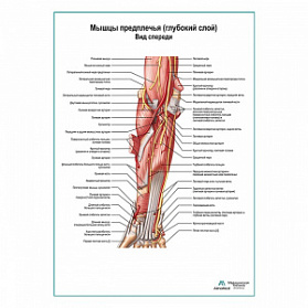 Мышцы предплечья, глубокий слой. Вид спереди плакат глянцевый А1+/А2+ (матовый холст от 200 г/кв.м, размер A1+)