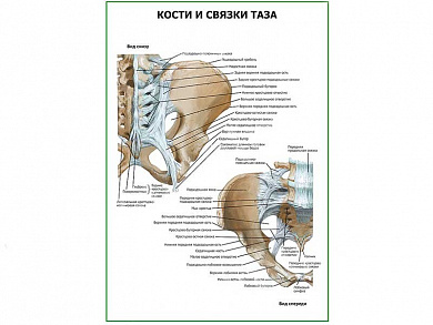 Кости и связки таза плакат глянцевый А1/А2 (глянцевый A2)