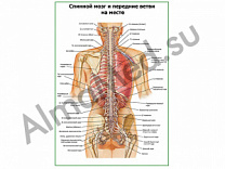 Спинной мозг и передние ветви на месте плакат глянцевый/ламинированный А1/А2 (глянцевый	A2)