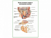 Ветви лицевого нерва и околоушная железа плакат глянцевый А1/А2 (глянцевый A1)