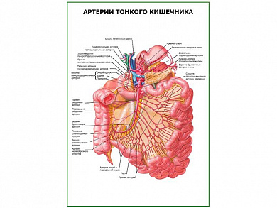 Артерии тонкого кишечника плакат глянцевый  А1/А2 (глянцевый A1)